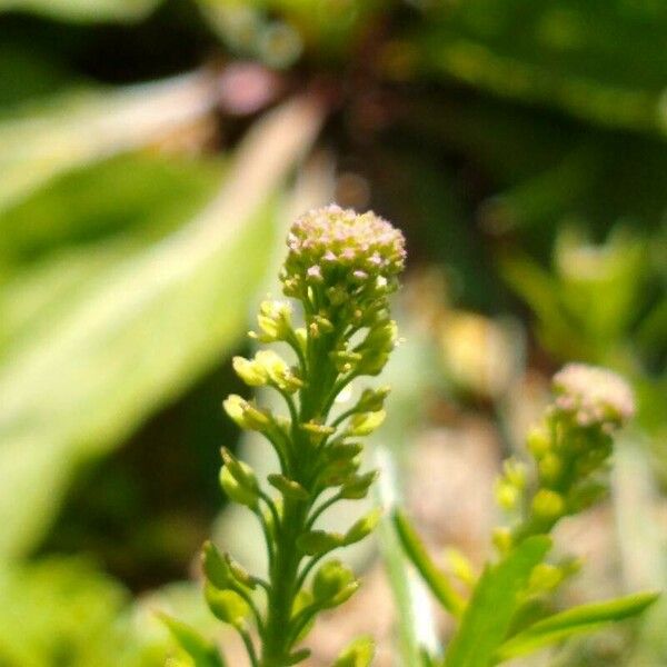 Lepidium densiflorum Flor