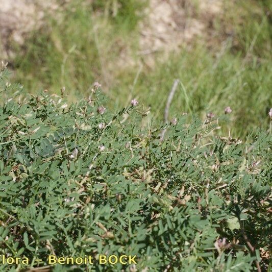 Hedysarum spinosissimum Habitus