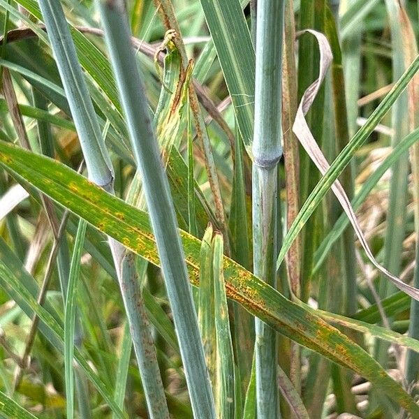 Andropogon gerardi Ŝelo