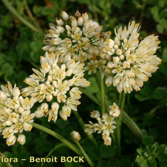 Allium subvillosum Fiore