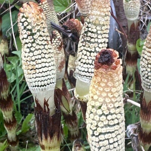 Equisetum telmateia Folha