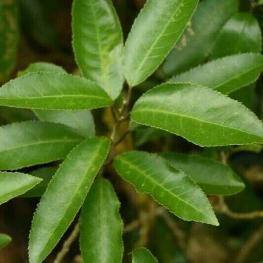 Elaeocarpus reticulatus Leaf