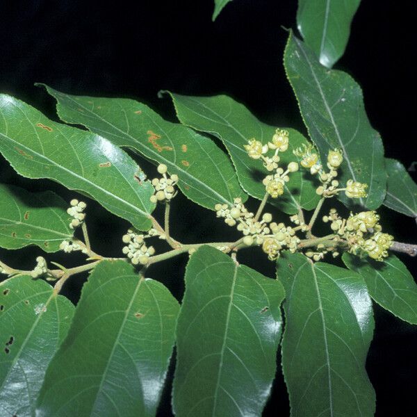 Guazuma ulmifolia Blüte