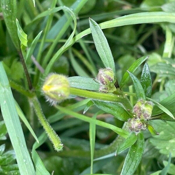 Ranunculus repens Other