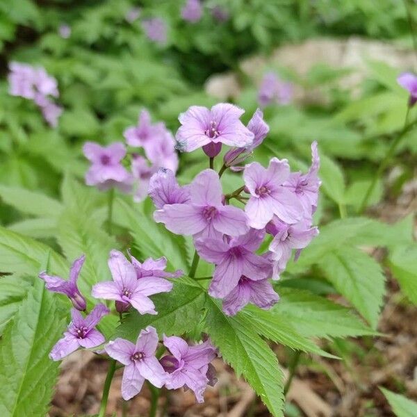 Cardamine pentaphyllos 花