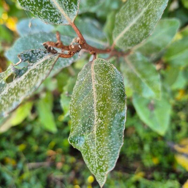 Elaeagnus × submacrophylla ᱥᱟᱠᱟᱢ