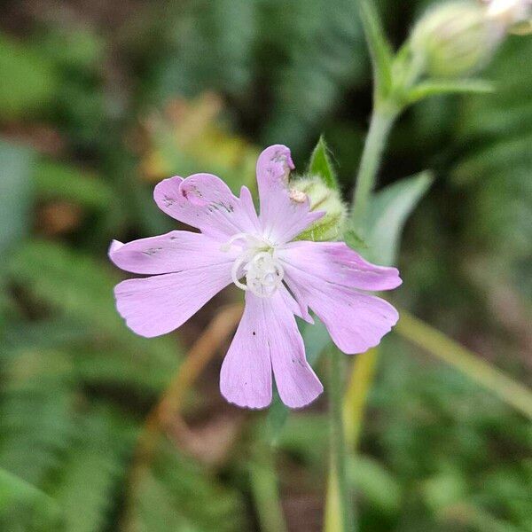 Silene noctiflora Квітка