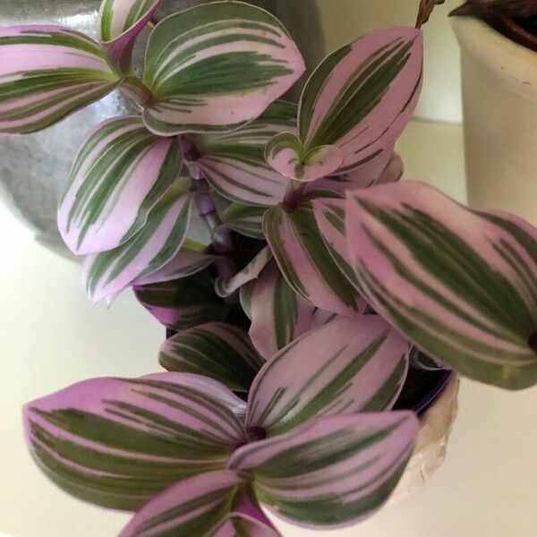 Tradescantia fluminensis Листок