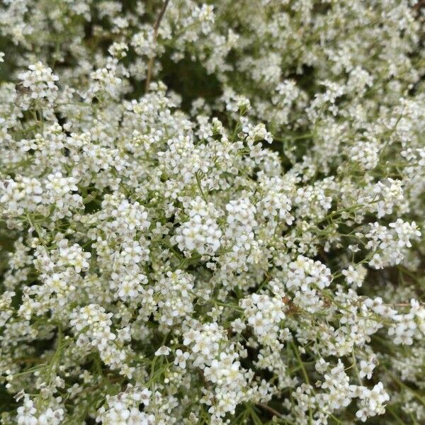 Lepidium latifolium Kukka