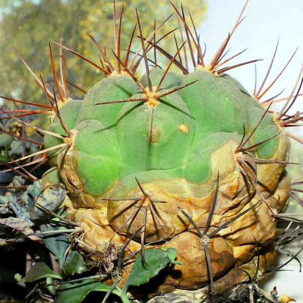 Gymnocalycium pflanzii Συνήθη χαρακτηριστικά