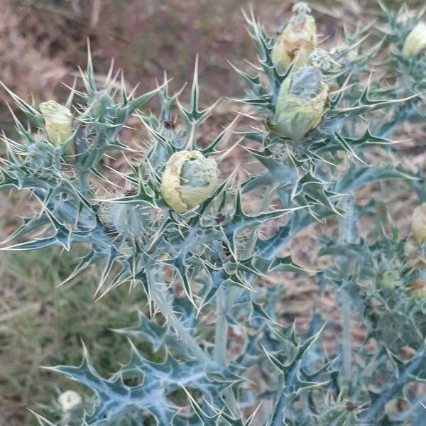 Argemone mexicana Blatt