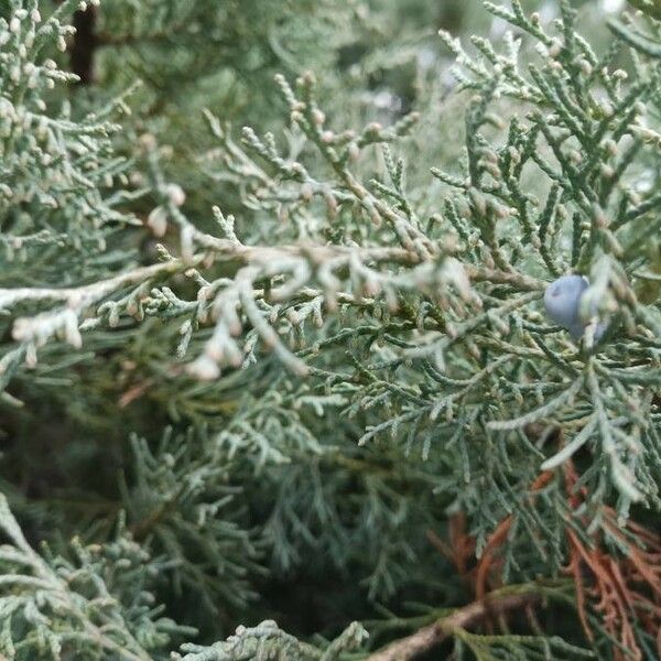 Juniperus scopulorum List