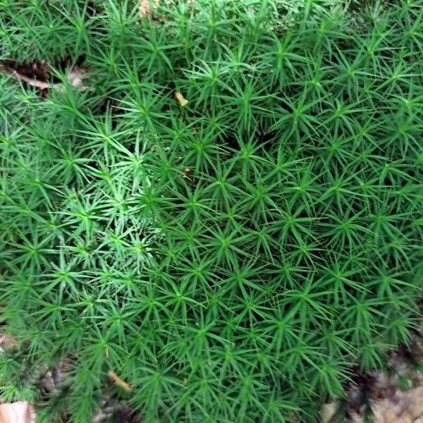 Plantago subulata Levél