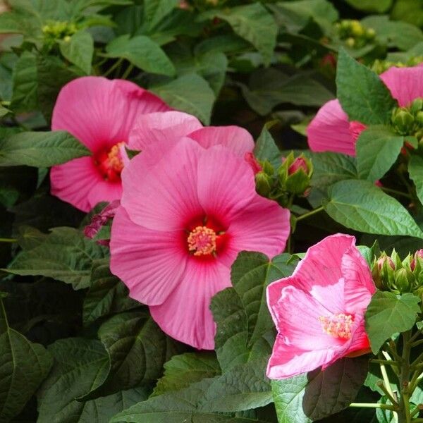 Hibiscus moscheutos ফুল