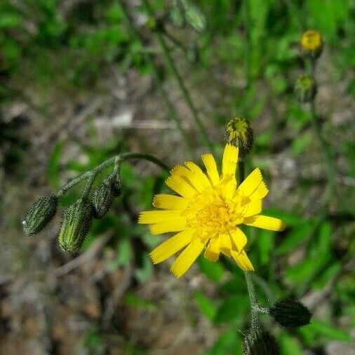 Hieracium lachenalii Blüte