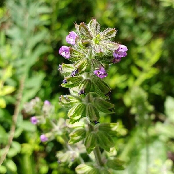 Salvia verbenaca പുഷ്പം