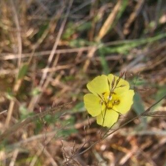 Tuberaria guttata Flower