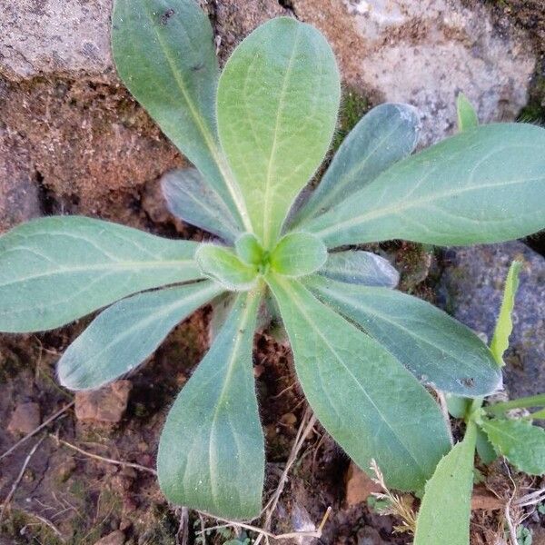 Bellis sylvestris برگ