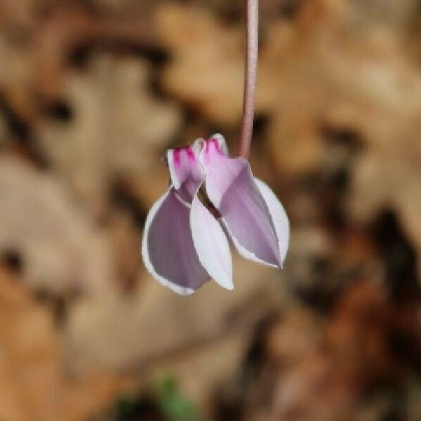 Cyclamen hederifolium Květ