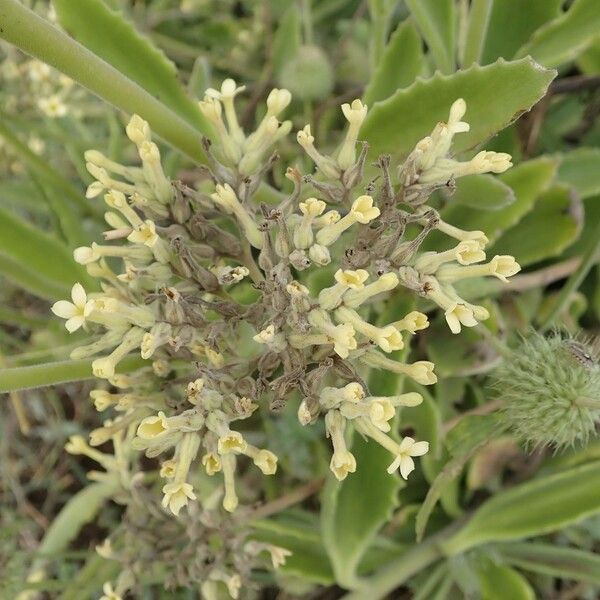 Kalanchoe densiflora Muu