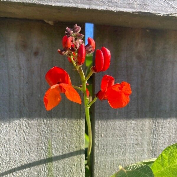 Phaseolus coccineus Fleur