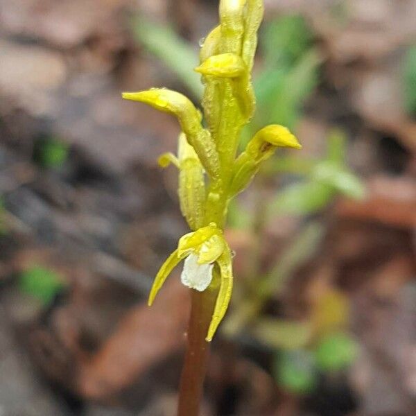 Corallorhiza trifida Flower