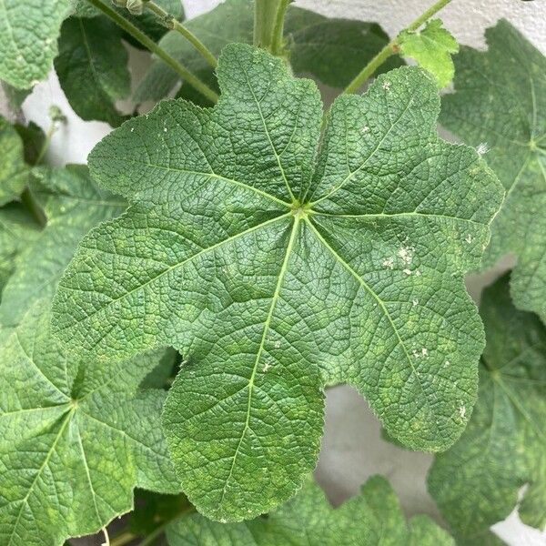 Alcea setosa Leaf