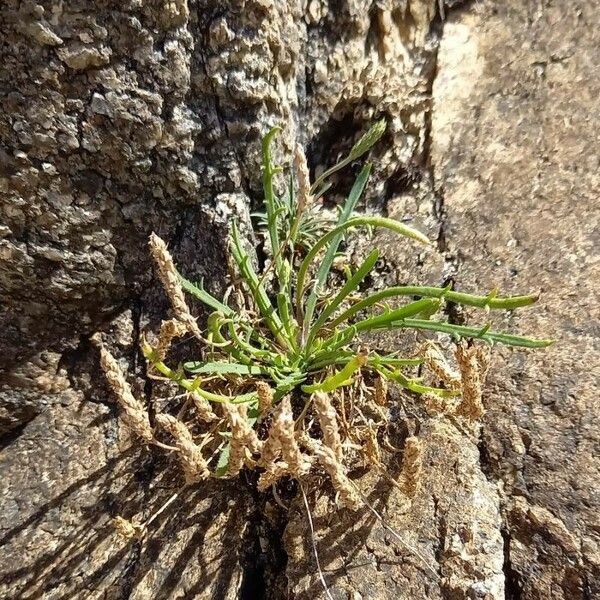 Plantago coronopus Buveinė