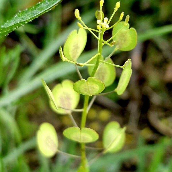 Thlaspi arvense Плод