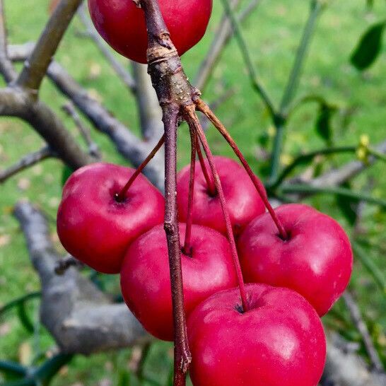 Malus hupehensis Frugt