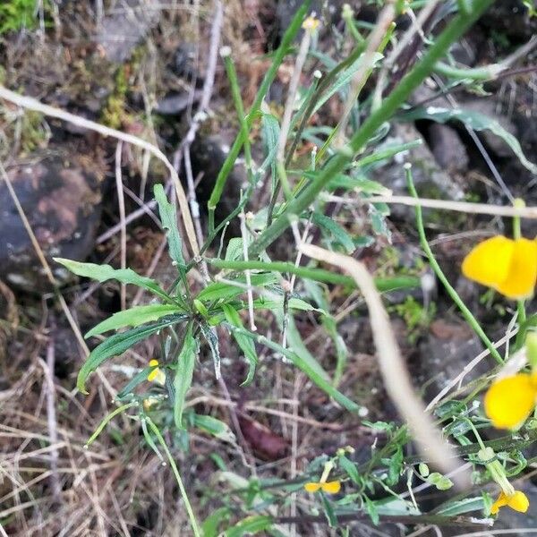 Erysimum asperum Лист