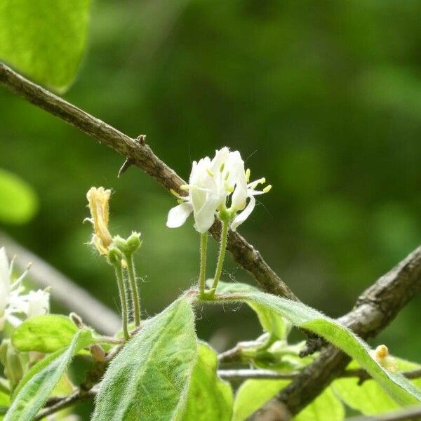 Lonicera xylosteum പുഷ്പം