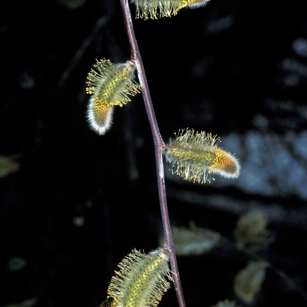 Salix x sericans Квітка