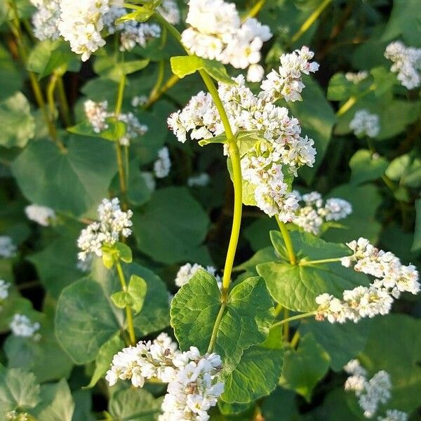 Fagopyrum esculentum Flor