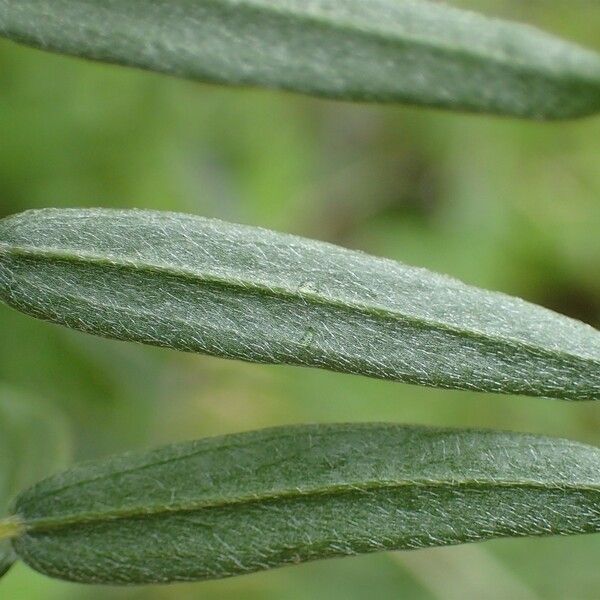 Vicia tenuifolia Leaf