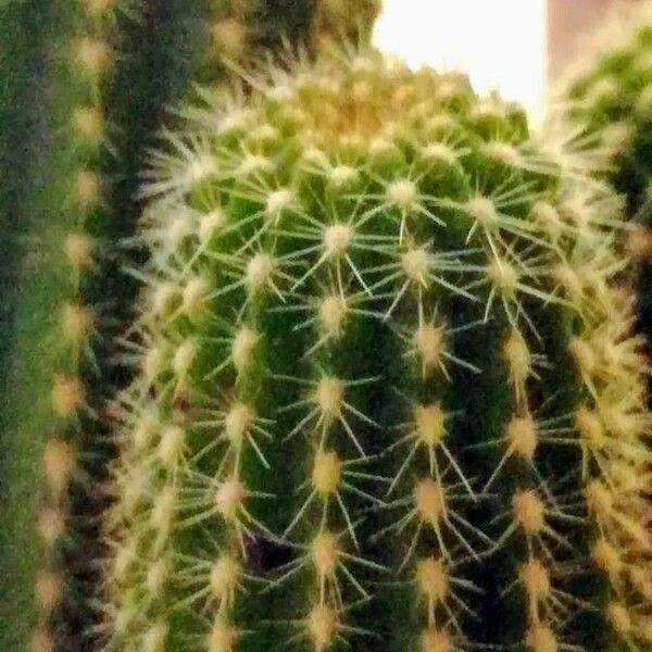 Echinopsis chamaecereus 樹皮