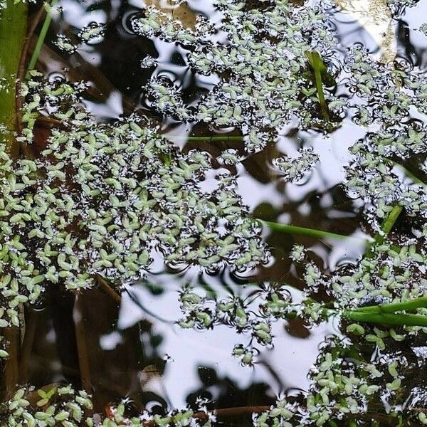 Lemna trisulca Habitatea