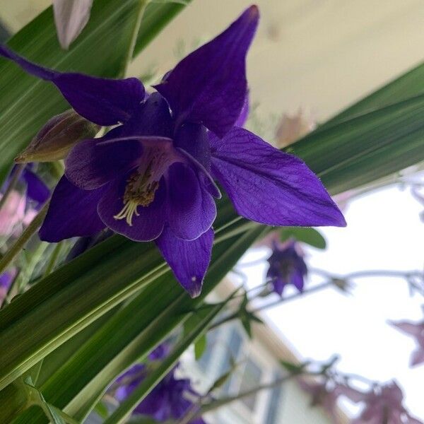 Aquilegia alpina Blomma