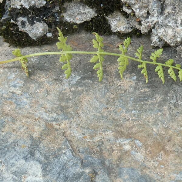 Cystopteris fragilis Leaf