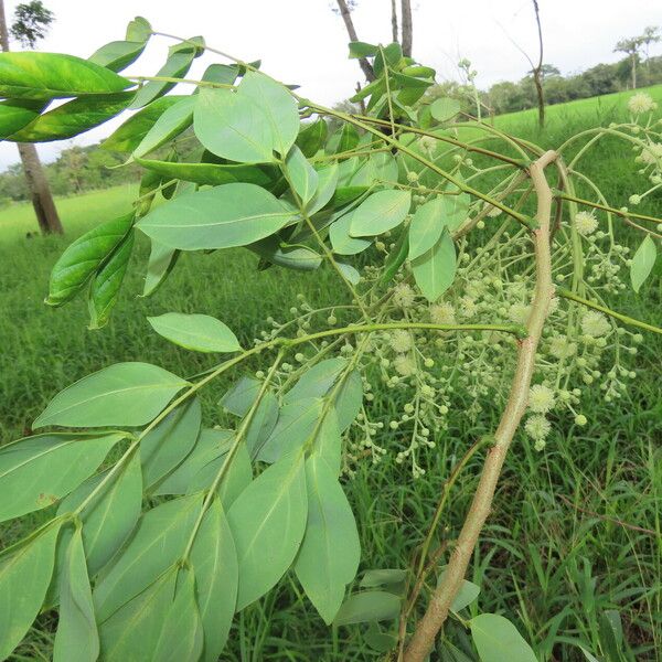 Albizia adinocephala Blatt