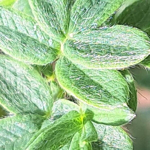 Sibbaldia procumbens Blad