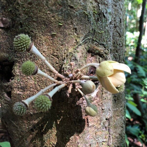 Duguetia cauliflora Fruit