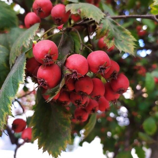 Sorbus latifolia (Broadleaf whitebeam)