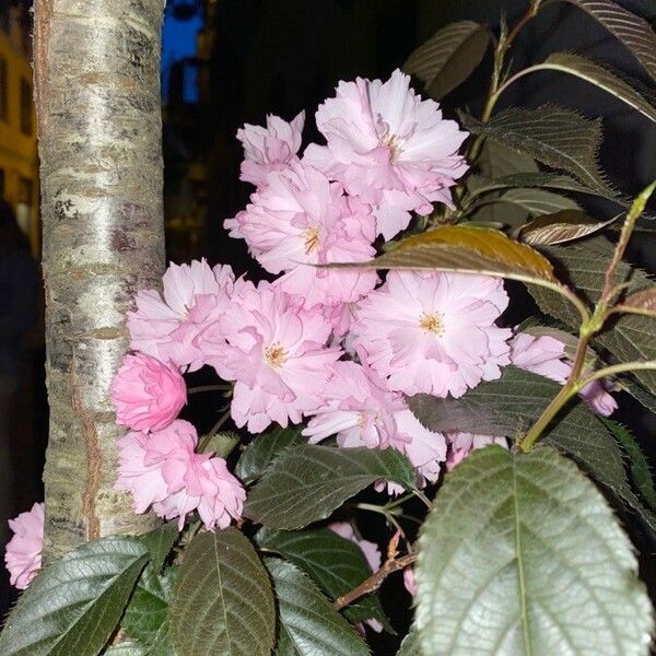 Prunus serrulata 花