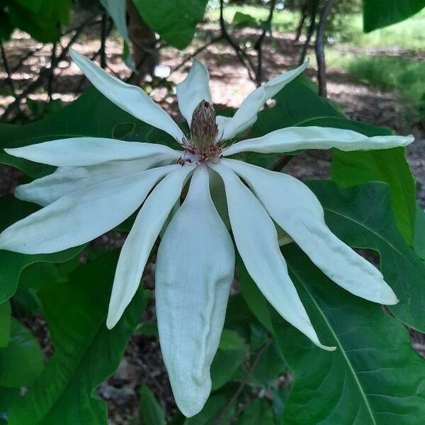 Magnolia tripetala Kvet