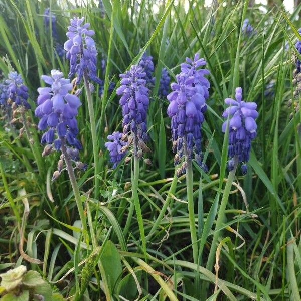 Muscari neglectum 花