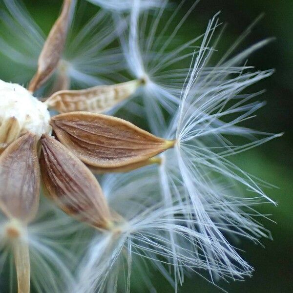 Lactuca plumieri 果実