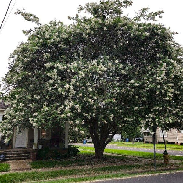 Lagerstroemia speciosa 整株植物