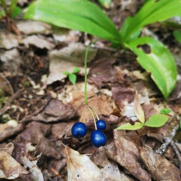 Clintonia borealis Fruit