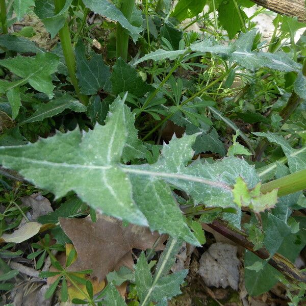 Sonchus oleraceus Blad